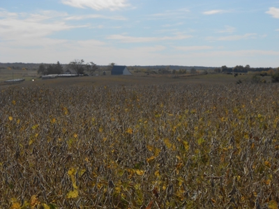 40 ACRES m/l | ALBANY, MO | PASTURE, SHED, POND & BUILDING SITE - image 23