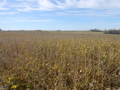 40 ACRES m/l | ALBANY, MO | PASTURE, SHED, POND & BUILDING SITE - image 21