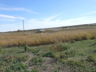 40 ACRES m/l | ALBANY, MO | PASTURE, SHED, POND & BUILDING SITE - image 19