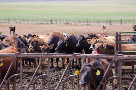 Eastern Oregon Leathers Farm - image 7