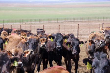 Eastern Oregon Leathers Farm - image 12