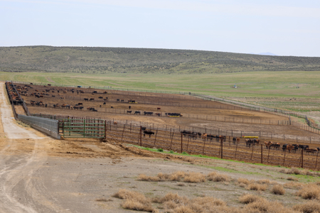 Eastern Oregon Leathers Farm - image 5
