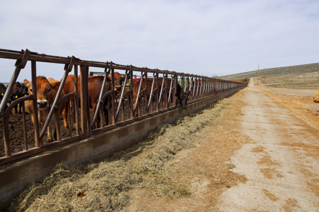 Eastern Oregon Leathers Farm - image 8
