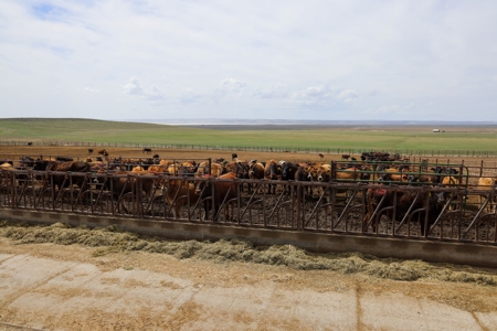 Eastern Oregon Leathers Farm - image 4