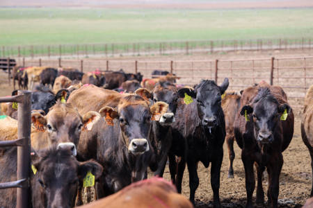 Eastern Oregon Leathers Farm - image 13