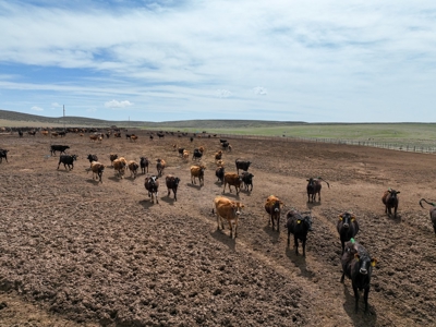 Eastern Oregon Leathers Farm - image 35