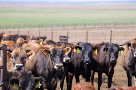 Eastern Oregon Leathers Farm - image 9