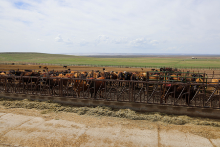 Eastern Oregon Leathers Farm - image 6