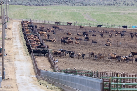 Eastern Oregon Leathers Farm - image 3