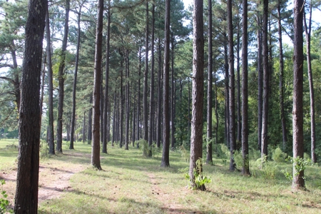 Riverfront Property with Pasture Land Simpson County MS - image 7