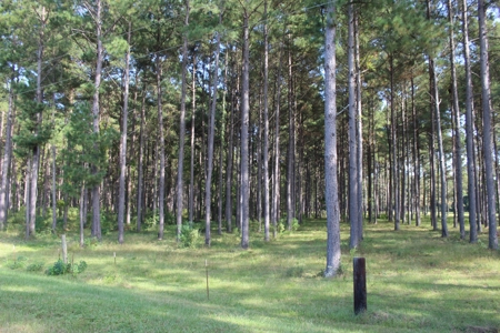Riverfront Property with Pasture Land Simpson County MS - image 4