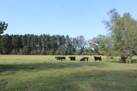 Riverfront Property with Pasture Land Simpson County MS - image 13