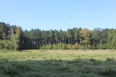 Riverfront Property with Pasture Land Simpson County MS - image 9