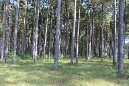 Riverfront Property with Pasture Land Simpson County MS - image 5