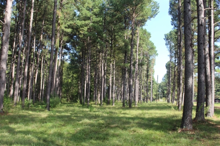 Riverfront Property with Pasture Land Simpson County MS - image 6