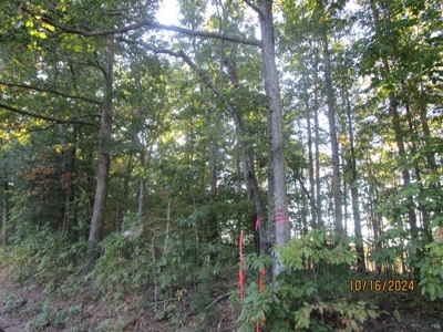 Rural Living: 9.20 Acres in Lunenburg County, VA - image 3