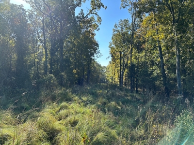 87+/- Acres For Sale North of Velvet Ridge, AR off Hwy 167 N - image 12