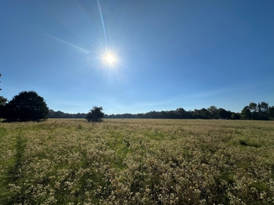 87+/- Acres For Sale North of Velvet Ridge, AR off Hwy 167 N - image 16