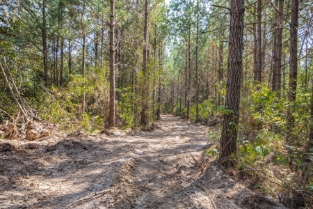 Turnkey Property in Amite County Connected to Caston Creek - image 14