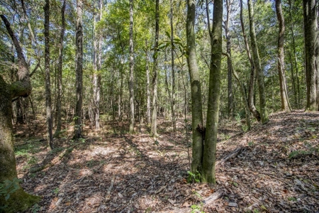 Turnkey Property in Amite County Connected to Caston Creek - image 4
