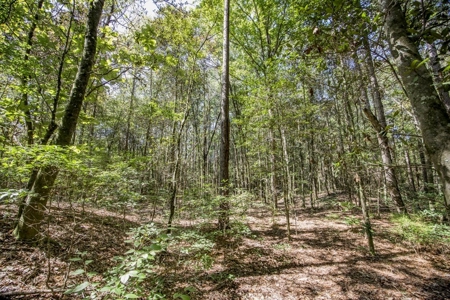 Turnkey Property in Amite County Connected to Caston Creek - image 5