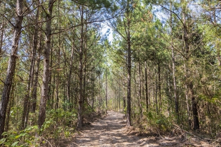 Turnkey Property in Amite County Connected to Caston Creek - image 15