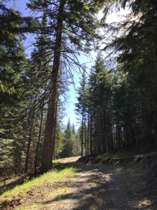 Land for Sale in Kootenai County, ID - image 7