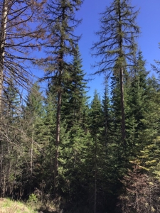 Land for Sale in Kootenai County, ID - image 8