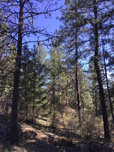 Land for Sale in Kootenai County, ID - image 9