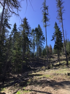 Land for Sale in Kootenai County, ID - image 5