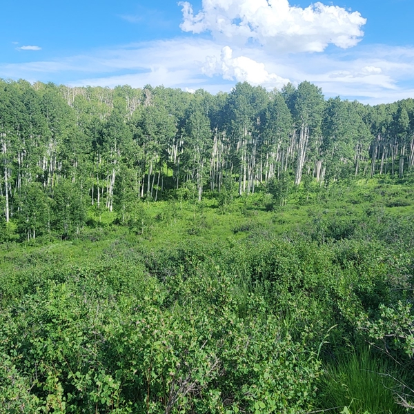 Colorado Hunting Property
