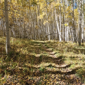 Colorado Hunting Property for Sale - image 26