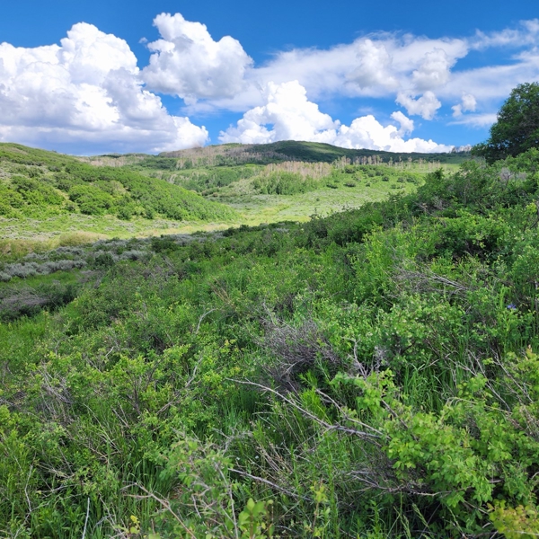 Colorado Hunting Property