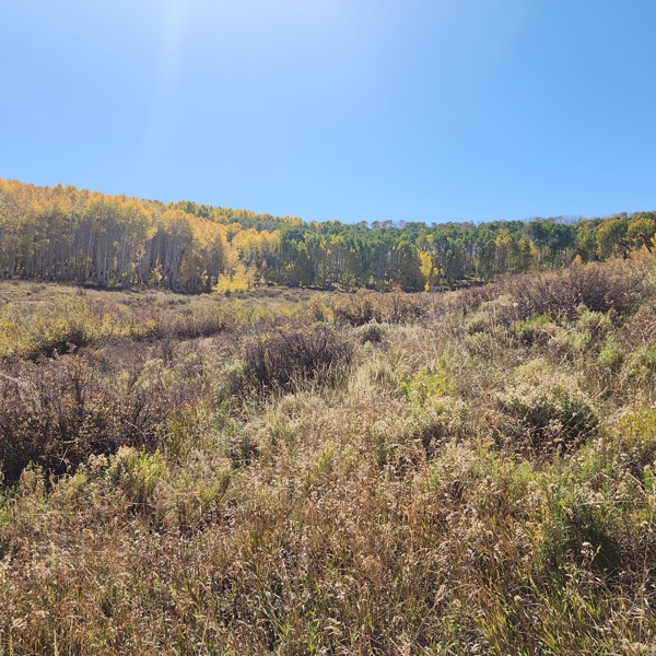 Colorado Hunting Property