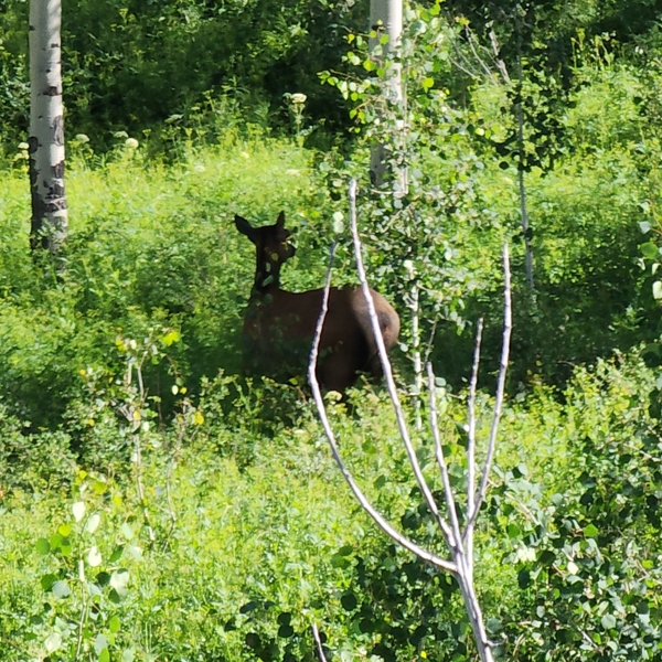 Colorado Hunting Property