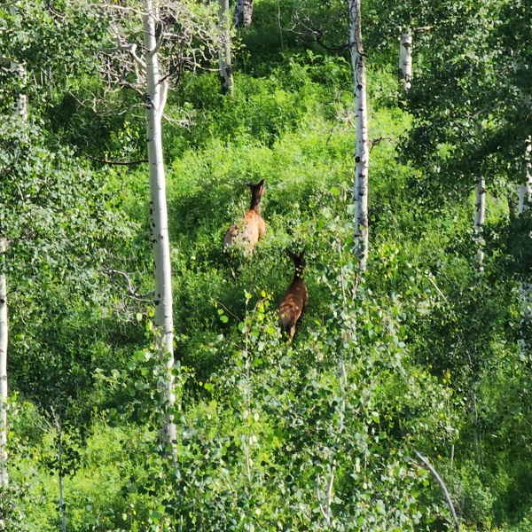 Colorado Hunting Property