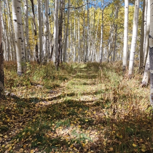 Colorado Hunting Property for Sale - image 16