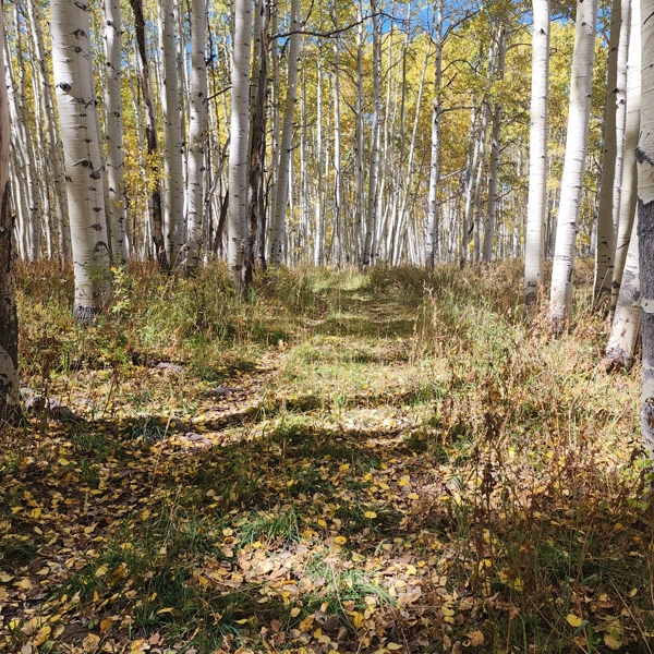 Colorado Hunting Property
