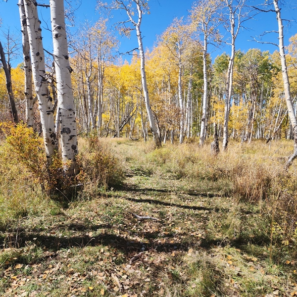 Colorado Hunting Property