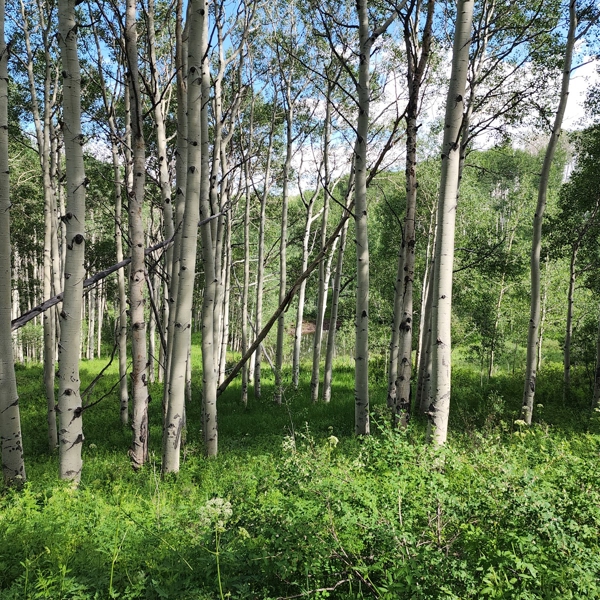 Colorado Hunting Property