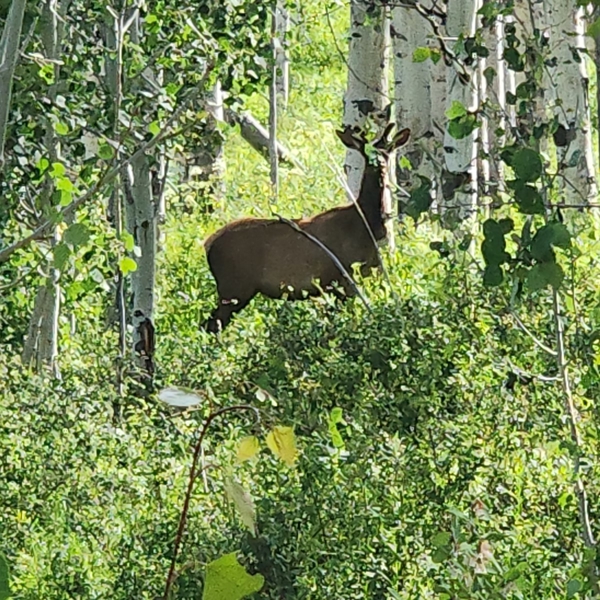 Colorado Hunting Property