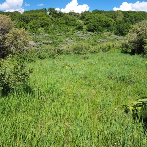Colorado Hunting Property for Sale - image 6