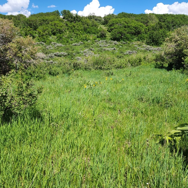 Colorado Hunting Property