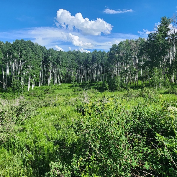Colorado Hunting Property