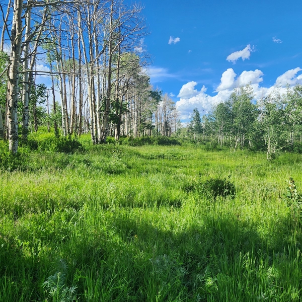 Colorado Hunting Property