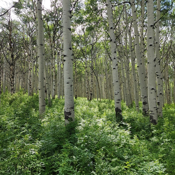 Colorado Hunting Property