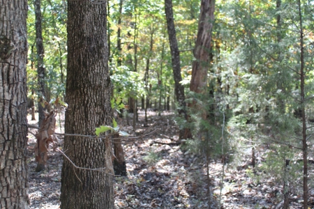 Lot 26 in Gated Community in the Ozarks on Bull Shoals Lake - image 5