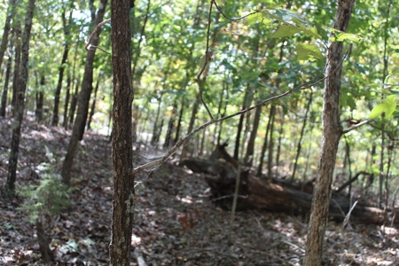 Lot 26 in Gated Community in the Ozarks on Bull Shoals Lake - image 9