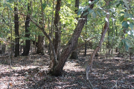 Lot 26 in Gated Community in the Ozarks on Bull Shoals Lake - image 3