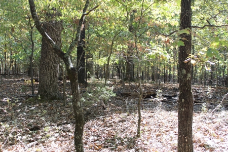 Lot 26 in Gated Community in the Ozarks on Bull Shoals Lake - image 10